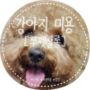 쭈펫살롱 이미지