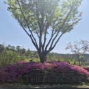 이천골프장] 더크로스비CC, 매트티샷 없는 잘 관리된 27홀 골프장 방문후기