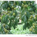 복숭아 펜션 이미지