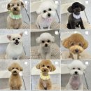 멍그라미 이미지