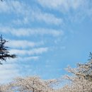 산호동136 | 사람 피해서 찾은 봄…마산 벚꽃 숨겨진 명소, 산호동 요정의 숲 실시간 후기