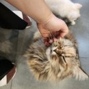 고덕24시 동물병원 이미지