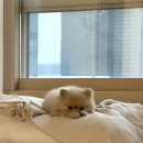 전영호동물병원 이미지