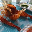 독도어부 이미지