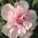 무궁화신품종Verosa whitedoubleflower with pink accents rosebud 이미지