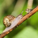 하늘달팽이 이미지