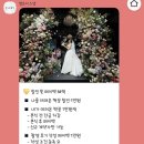 [결혼 준비] 가성비 아이폰스냅 추천 | 엘로디스냅 계약 후기 (짝꿍코드 O)
