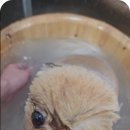 개, 이쁘다 이미지