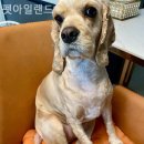 펫아일랜드 이미지