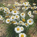 명보장여관 이미지