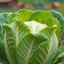 괴산-5 | 괴산절임배추 추천 BEST 5 가격 후기, 놓치면 후회하는 예약 꿀팁!