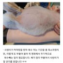 🐱길잃은 천사를 위한 사랑마루쉼터🐶 소장님 1인 하에 운영되고 있는 안락사 없는 사설보호소에게 도움 부탁드립니다. 이미지