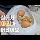 교실에서 병아리가 태어났어요 이미지