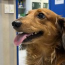 조앤박동물병원 이미지