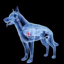 나을동물병원 이미지