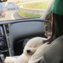 저스트피자 이미지