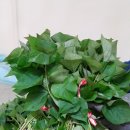 삼싹농장 이미지