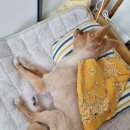 마음을 나누는 동물병원 이미지