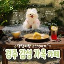 경주 애견동반 카페 연화 강아지랑 다녀온 솔직 후기