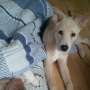 이화동물병원 이미지