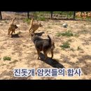 진돗개 암컷들 이미지
