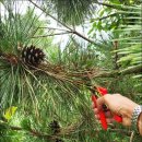 솔잎농장 이미지