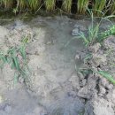 바우찹쌀농장 이미지