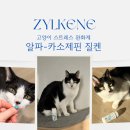 도래동물병원 | 고양이 스트레스완화보조제 연말 분리불안 완화엔 질켄