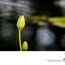 water lily 이미지