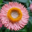 농업회사법인 건강드림(주) 이미지