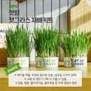 새싹마트 이미지