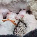 마리켄넬 24시강아지분양 애견분양 애견샵 | 마리켄넬에서의 특별한 할인분양 경험