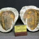 부천자연생태박물관 이미지