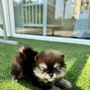 아르르펫 이미지