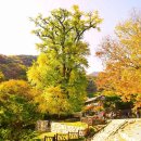 천과나무 이미지