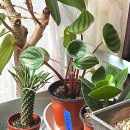 페페로미아 이미지