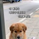 《 망 월 폐 견 》 이미지