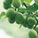 자연뜰약국 이미지