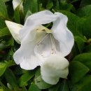 울산들꽃학습원 이미지