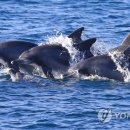 돌고래홀딩스 이미지