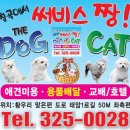 도그앤캣 네이버블로그