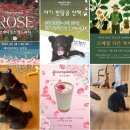 로즈가든펜션 | 5월 24일 ~ 6월 8일 베어트리파크 로맨틱 로즈 가든 파티 후기, 특징 , 교통정보, 주차정보 , 주변관광지