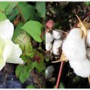 목화자원 이미지