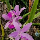 Lc.Button Top 버튼 탑 (C.angelwalker×Laelia lundii) 이미지