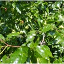 보령(주포)-100 이미지