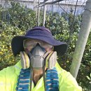 251208 익어가는 레드향 이미지