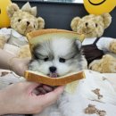 야옹아 멍멍해봐 계림점 이미지