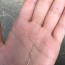 못된 강아지 이미지