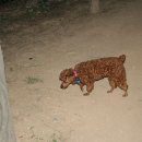 미나애견 이미지