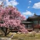 2022-주185 | 창덕궁 홍매화 2026년, 2022년 비교 후기